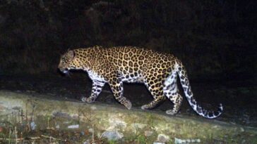 Search on for stray leopard spotted in Marol for 2 days