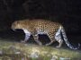 Search on for stray leopard spotted in Marol for 2 days