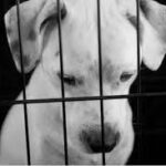 "Carcasses Created A Coating On The Ground": More than 1000 dogs were killed in South Korea