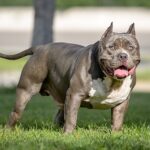 17 Dogs Are Seized in the UK After a 6-Year-Old Girl Is Attacked By a Dog