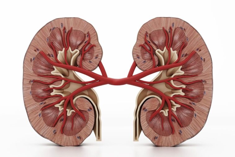 According To A Nutritionist, Five Herbs To Support Your Kidneys