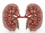 According To A Nutritionist, Five Herbs To Support Your Kidneys