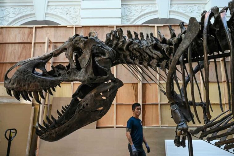 Next month, a 67-million-year-old T-Rex skeleton will be auctioned in Europe