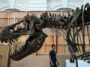 Next month, a 67-million-year-old T-Rex skeleton will be auctioned in Europe