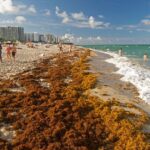 5000-Mile Seaweed Mat Visible From Space Endangers U.S. Beaches