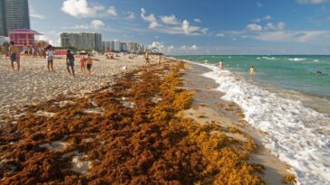 5000-Mile Seaweed Mat Visible From Space Endangers U.S. Beaches
