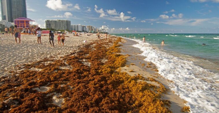 5000-Mile Seaweed Mat Visible From Space Endangers U.S. Beaches