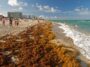 5000-Mile Seaweed Mat Visible From Space Endangers U.S. Beaches
