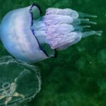 United Nations Member States Reach "Historic" Agreement To Protect Ocean Life