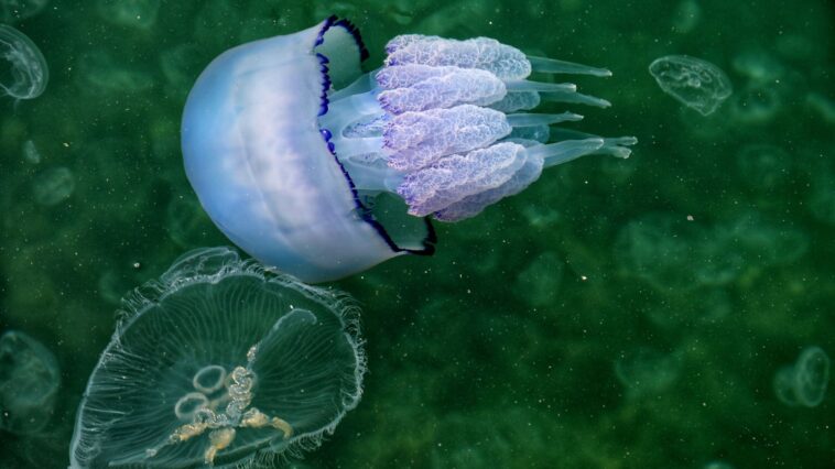 United Nations Member States Reach "Historic" Agreement To Protect Ocean Life