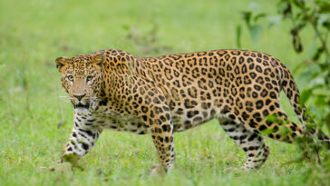 Tiger seen at kalesar National Park In Yamunanagar