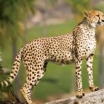 Expected such mortality rates: South Africa Govt on cheetah deaths at Kuno National Park