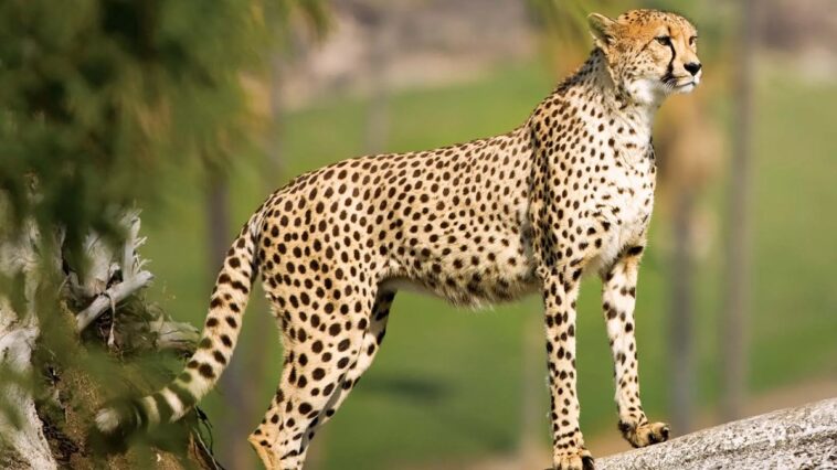 Expected such mortality rates: South Africa Govt on cheetah deaths at Kuno National Park