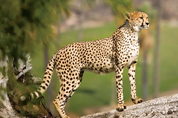 Expected such mortality rates: South Africa Govt on cheetah deaths at Kuno National Park