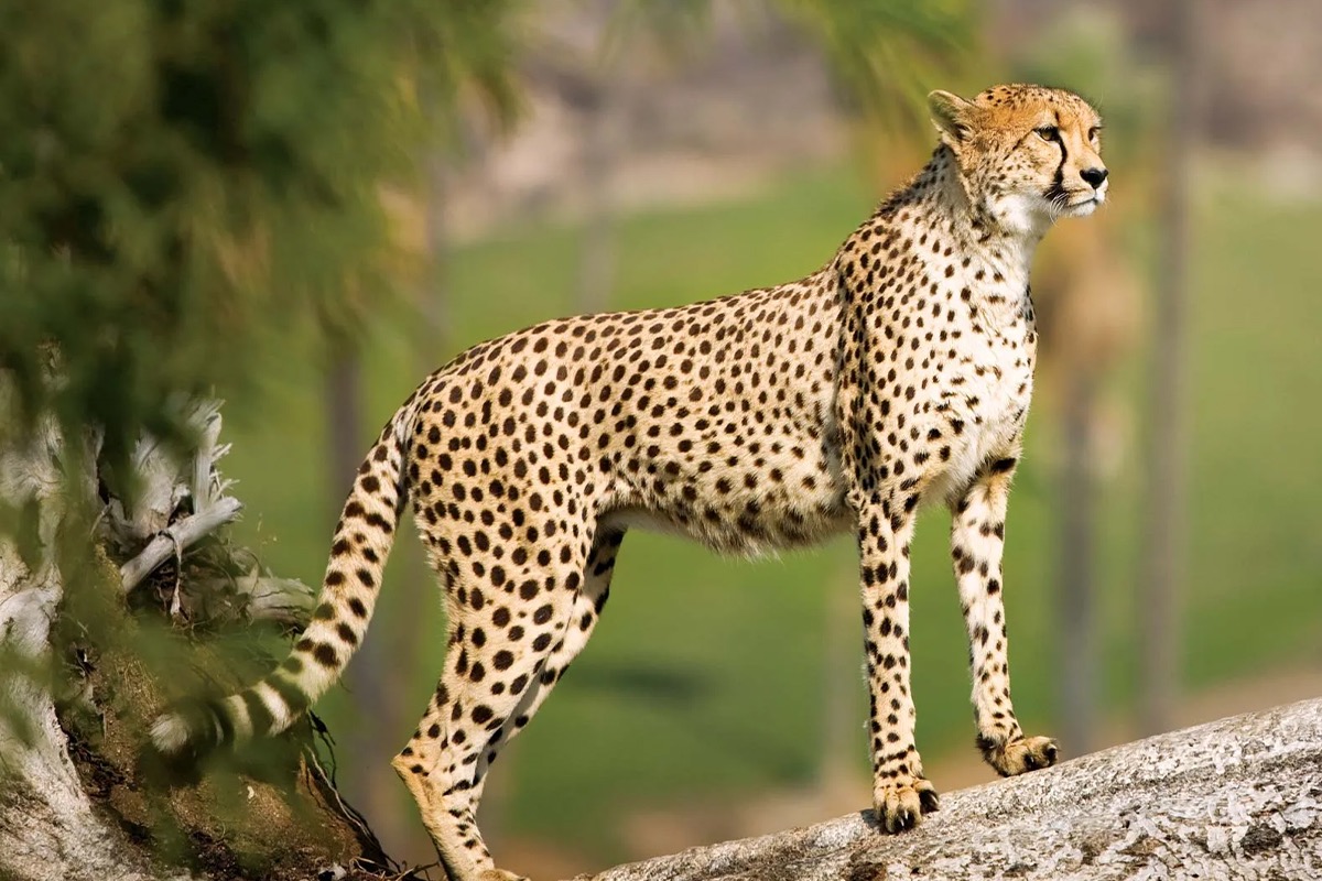Expected such mortality rates: South Africa Govt on cheetah deaths at Kuno National Park