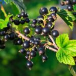 Benefits of Blackcurrants