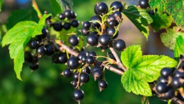 Benefits of Blackcurrants