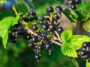 Benefits of Blackcurrants