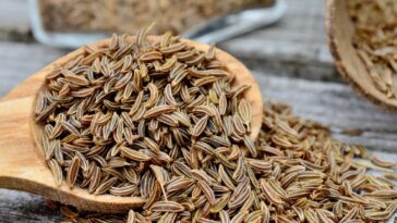 Caraway Seeds: Uses, Benefits & Side Effects