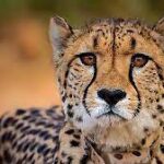 Cheetah ‘Asha’ strays out of Kuno national park again