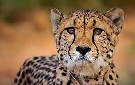Cheetah ‘Asha’ strays out of Kuno national park again