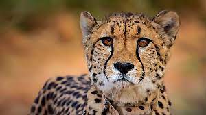 Cheetah ‘Asha’ strays out of Kuno national park again