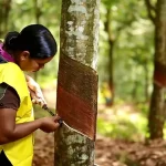 Rubber Plantations Visit