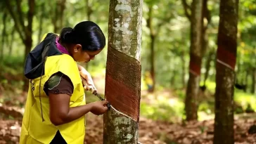 Rubber Plantations Visit