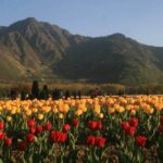 Srinagar Tulip Garden, Asia's Largest, Delights Over 1 Million Visitors In Its First Ten Days Of Opening