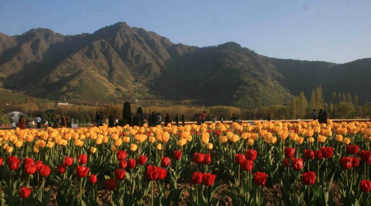 Srinagar Tulip Garden, Asia's Largest, Delights Over 1 Million Visitors In Its First Ten Days Of Opening