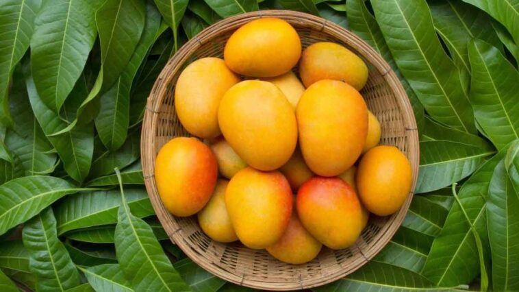 10 Amazing Benefits Of Mango For Skin Health