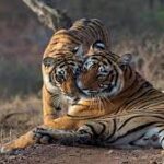 Ranthambore - Wanderela