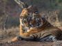Ranthambore - Wanderela