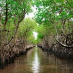 Mangrove Forest, Bali - Wanderela