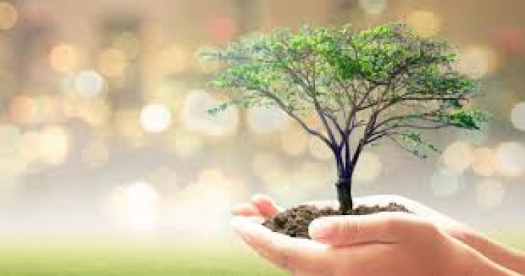 Benefits of Planting Trees