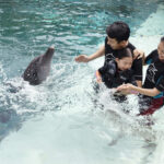 Dolphin Island Singapore - Wanderela