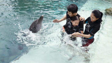 Dolphin Island Singapore - Wanderela