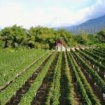 Angseri Hot Springs, Bali - Wanderela
