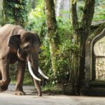Elephant Safari Park, Bali - Wanderela