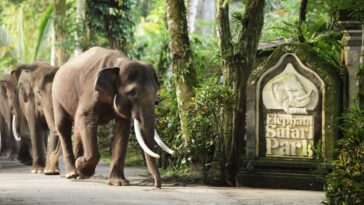 Elephant Safari Park, Bali - Wanderela