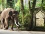 Elephant Safari Park, Bali - Wanderela