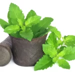 Tulsi has multiple health benefits