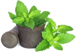 Tulsi has multiple health benefits