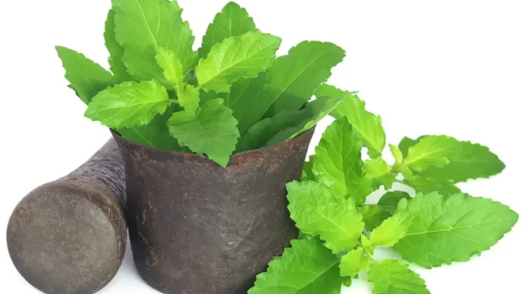 Tulsi has multiple health benefits