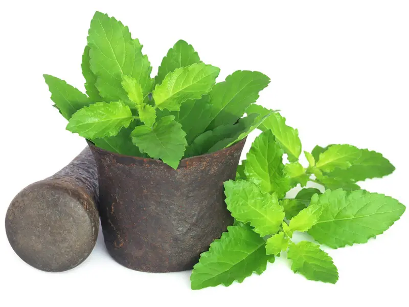 Tulsi has multiple health benefits