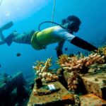 Serengan Island Coral Farm