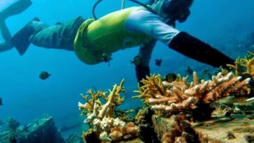 Serengan Island Coral Farm