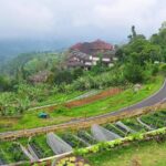 Bali Strawberry Farm - Wanderela
