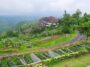 Bali Strawberry Farm - Wanderela