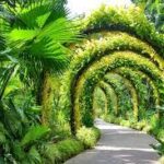 National Orchid Garden, Singapore - Wanderela